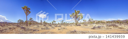 Panorama of Joshua tree desert landscape Panorama of Joshua tree desert landscape 141439939