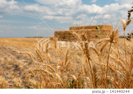 Golden wheat spikes with hay bales under blue sky Golden wheat spikes with hay bales under blue sky 141440244