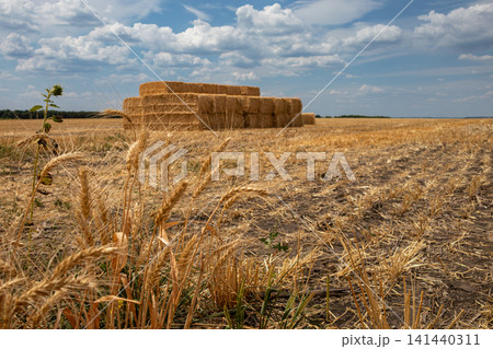 Golden wheat ears and hay bales under blue sky Golden wheat ears and hay bales under blue sky 141440311