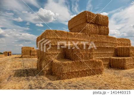 Hay Bales in Wheat Field Under Cloudy Sky 141440315