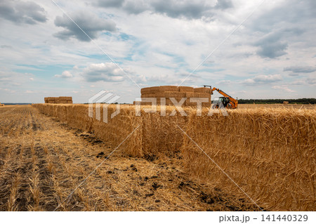 Wheat Hay Bales in Agricultural Field with Tractor 141440329