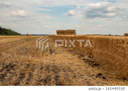 Golden Hay Bales Line Harvested Field Scenery Golden Hay Bales Line Harvested Field Scenery 141440330