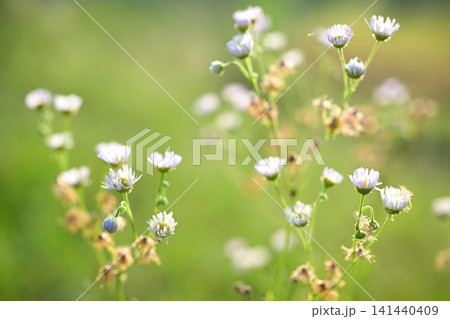 白い花 141440409