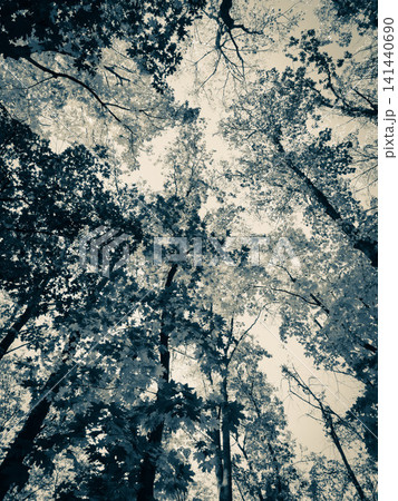 Autumn background. Yellow leaves of trees against a blue sky. View from below. 141440690