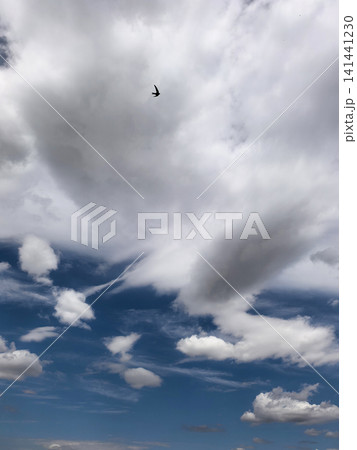 Flying Bird Beneath Dramatic Layered Summer Clouds 141441230