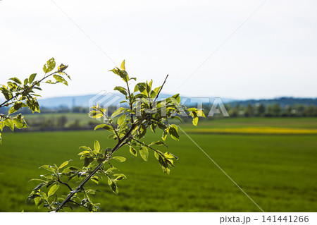 Closeup of the budding spring branch in the foreground with a scenic background of green meadows, a forest, and a sky with light clouds. Wurzburg surroundings, Bavaria, Germany Closeup of the budding spring branch in the foreground with a scenic background of green meadows, a forest, and a sky with light clouds. Wurzburg surroundings, Bavaria, Germany 141441266