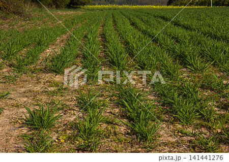 Agricultural landscape showing parallel rows of young green crops growing in a cultivated field during spring. Rhythmic lines create a dynamic pattern Agricultural landscape showing parallel rows of young green crops growing in a cultivated field during spring. Rhythmic lines create a dynamic pattern 141441276
