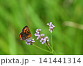 花の蜜を吸いに来たベニシジミ 141441314