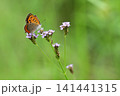 花の蜜を吸いに来たベニシジミ 141441315