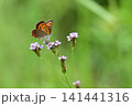 花の蜜を吸いに来たベニシジミ 141441316
