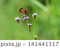 花の蜜を吸いに来たベニシジミ 141441317