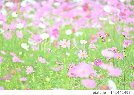 秋の花コスモス畑でピンク色のコスモスを撮る 秋の花コスモス畑でピンク色のコスモスを撮る 141441498