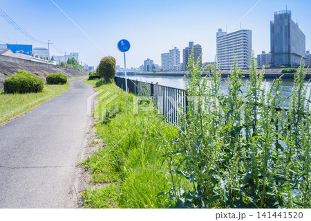 緑豊かな草花が茂る川沿いの遊歩道とマンション街の景色 緑豊かな草花が茂る川沿いの遊歩道とマンション街の景色 141441520