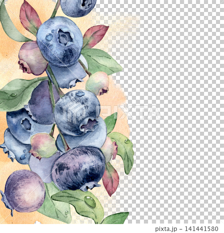 Blueberry twig on watercolor splash border with copy space isolated. Fresh ripe berries with leaf and dew drop hand drawn. Summer bright art with blue fruits. Design for packaging or menu decoration. 141441580