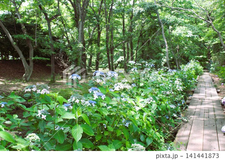 磯川緑地公園 141441873