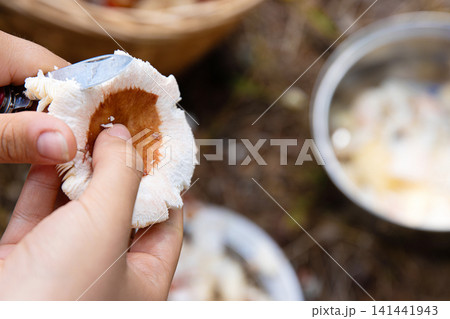 Young woman cleaning a freshly picked wild edible Russula mushroom with a knife, holding it in her hands, preparing it for cooking 141441943