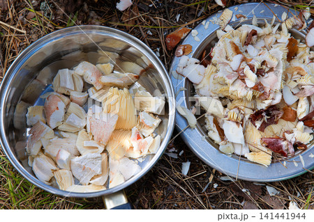 Top down view of metal cooking pot and plate filled with chopped wild mushrooms and leftovers after cleaning resting on the forest floor. 141441944