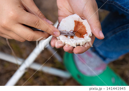 Young woman cleaning a freshly picked wild edible Russula mushroom with a knife, holding it in her hands, preparing it for cooking Young woman cleaning a freshly picked wild edible Russula mushroom with a knife, holding it in her hands, preparing it for cooking 141441945