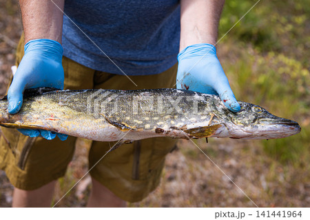 Closeup of freshly caught northern pike held by fisherman. Large northern pike fish held by a person wearing blue latex protective gloves. Closeup of freshly caught northern pike held by fisherman. Large northern pike fish held by a person wearing blue latex protective gloves. 141441964