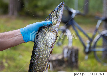 Closeup image of a freshly caught pike fish being held by a man wearing a blue glove in a forest environment in Finland. Bicyle on the blurred background Closeup image of a freshly caught pike fish being held by a man wearing a blue glove in a forest environment in Finland. Bicyle on the blurred background 141441971
