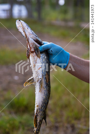 Closeup image of a freshly caught pike fish being held by a man wearing a blue glove in a forest environment in Finland. 141441973