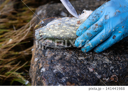 Fisherman filleting fresh fish on  beach outdoors. Closeup of hands wearing blue latex gloves using a sharp knife to fillet a fresh fish on a rock surface. 141441988