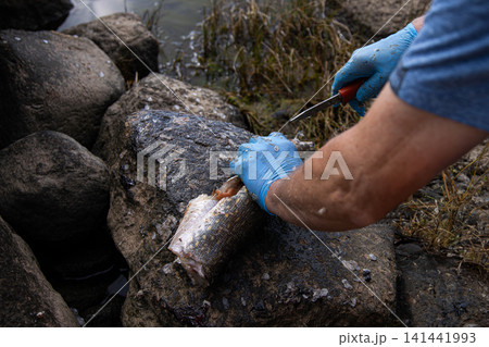 Fisherman wearing blue latex protective gloves is cleaning a freshly caught pike fish using a knife on the sea shore on rocks near water. Fisherman wearing blue latex protective gloves is cleaning a freshly caught pike fish using a knife on the sea shore on rocks near water. 141441993