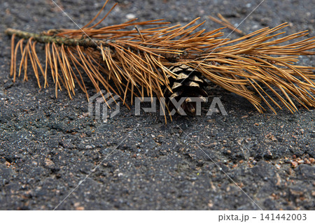 Closeup image of a dried pine branch with needles and a small pine cone lying on a textured asphalt road. Closeup image of a dried pine branch with needles and a small pine cone lying on a textured asphalt road. 141442003