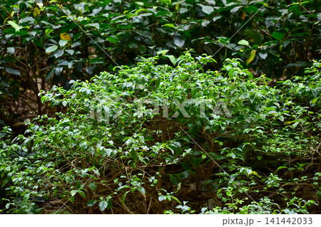 The view of the wild grass in the corner. Flower and plant. Close-up of the green leaves. Leaves background. Nature concept. The view of the wild grass in the corner. Flower and plant. Close-up of the green leaves. Leaves background. Nature concept. 141442033