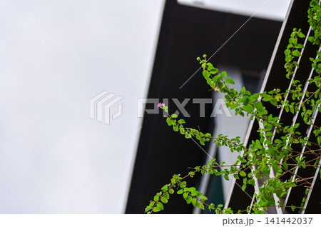 The view of the wild grass in the corner. Flower and plant. Close-up of the green leaves. Leaves background. Nature concept. The view of the wild grass in the corner. Flower and plant. Close-up of the green leaves. Leaves background. Nature concept. 141442037