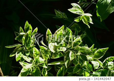 The view of the wild grass in the corner. Flower and plant. Close-up of the green leaves. Leaves background. Nature concept. The view of the wild grass in the corner. Flower and plant. Close-up of the green leaves. Leaves background. Nature concept. 141442047