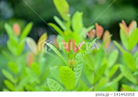 The view of the wild grass in the corner. Flower and plant. Close-up of the green leaves. Leaves background. Nature concept. The view of the wild grass in the corner. Flower and plant. Close-up of the green leaves. Leaves background. Nature concept. 141442058