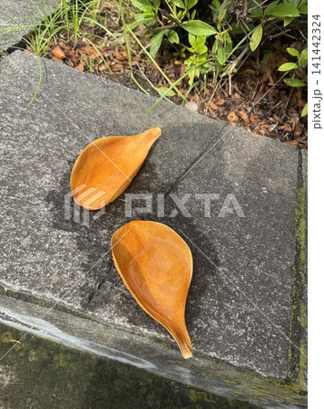 タイザンボクの落ちた花びらと水たまり タイザンボクの落ちた花びらと水たまり 141442324