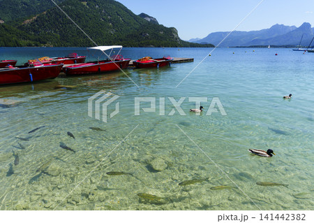 Ducks and a school of fish near the shore on a clear lake with red boats, illustrating a calm summer atmosphere in alpine region. Ducks and a school of fish near the shore on a clear lake with red boats, illustrating a calm summer atmosphere in alpine region. 141442382