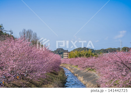 浜松市の東大山の河津桜の風景(静岡県) 浜松市の東大山の河津桜の風景(静岡県) 141442725