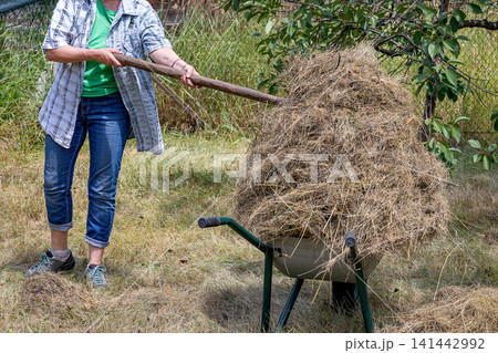 Person moves hay with a wheelbarrow in a garden during a sunny day Person moves hay with a wheelbarrow in a garden during a sunny day 141442992