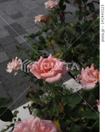 夏のバラ園で優しく咲き誇る淡いピンクの薔薇と背景の石畳 夏のバラ園で優しく咲き誇る淡いピンクの薔薇と背景の石畳 141443123