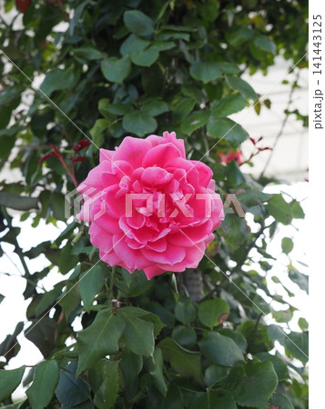 ​青葉に映える鮮やかな大輪のピンクの薔薇 141443125