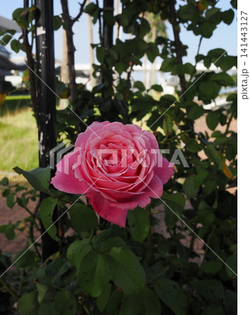 アーチに美しく咲く大輪のピンクの薔薇 アーチに美しく咲く大輪のピンクの薔薇 141443127