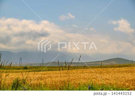 Wheat field in summer with mountains and clouds above Wheat field in summer with mountains and clouds above 141443152