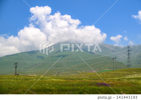 Open field with grass and small purple flowers Open field with grass and small purple flowers 141443193