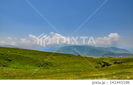 Wide grassy field with grazing sheep and mountain backdrop Wide grassy field with grazing sheep and mountain backdrop 141443196
