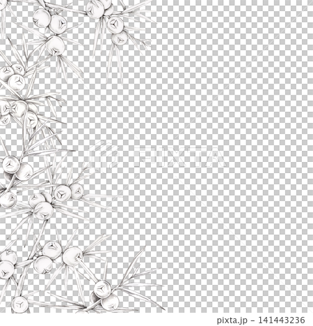 Gray pencil juniper branches with berries frame illustration decorating one side for menus, invitations, book covers, certificates, branding, packaging, stationery, posters and printable templates Gray pencil juniper branches with berries frame illustration decorating one side for menus, invitations, book covers, certificates, branding, packaging, stationery, posters and printable templates 141443236