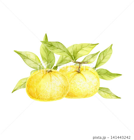 Yellow yuzu fruits and green leafy branches watercolor illustration composition for food branding, product packaging, recipe cards, market posters, stationery, labels and kitchen merchandise Yellow yuzu fruits and green leafy branches watercolor illustration composition for food branding, product packaging, recipe cards, market posters, stationery, labels and kitchen merchandise 141443242