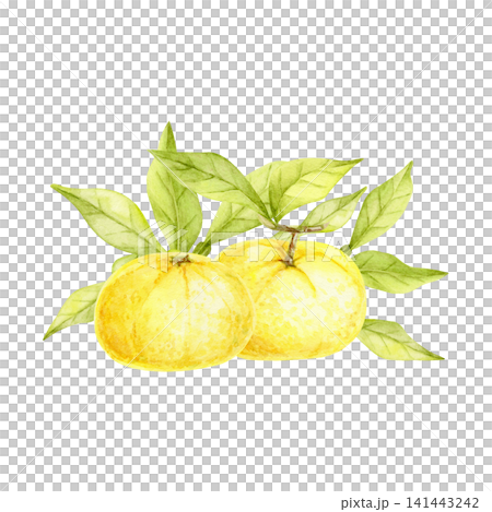 Yellow yuzu fruits and green leafy branches watercolor illustration composition for food branding, product packaging, recipe cards, market posters, stationery, labels and kitchen merchandise Yellow yuzu fruits and green leafy branches watercolor illustration composition for food branding, product packaging, recipe cards, market posters, stationery, labels and kitchen merchandise 141443242