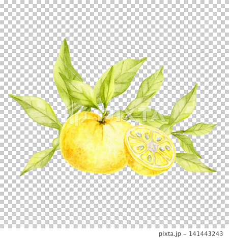 Yellow yuzu fruits, green leaves and sliced citrus watercolor illustration composition for organic product packaging, tea labels, greeting cards, cookbook covers, branding and printable stationery Yellow yuzu fruits, green leaves and sliced citrus watercolor illustration composition for organic product packaging, tea labels, greeting cards, cookbook covers, branding and printable stationery 141443243