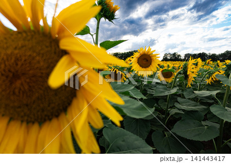Close-up of a yellow sunflower in full bloom against blue sky, summer nature background with vivid petals and green leaves, sustainable agriculture and optimism concept Close-up of a yellow sunflower in full bloom against blue sky, summer nature background with vivid petals and green leaves, sustainable agriculture and optimism concept 141443417