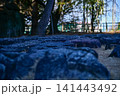 Close-up of the stone in Nagoya Castle. The stone and the path in the garden of Nagoya Castle. Important tourist attractions in Nagoya, Japan. Famous travel landmark destination in Aichi, Chubu. 141443492