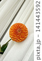 Dahlia Flower on Soft White Fabric Background 141443592