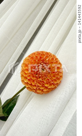Dahlia Flower on Soft White Fabric Background Dahlia Flower on Soft White Fabric Background 141443592